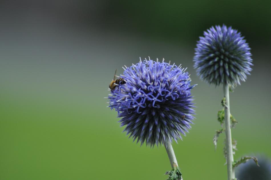 blue Hummel on Summer Meadow