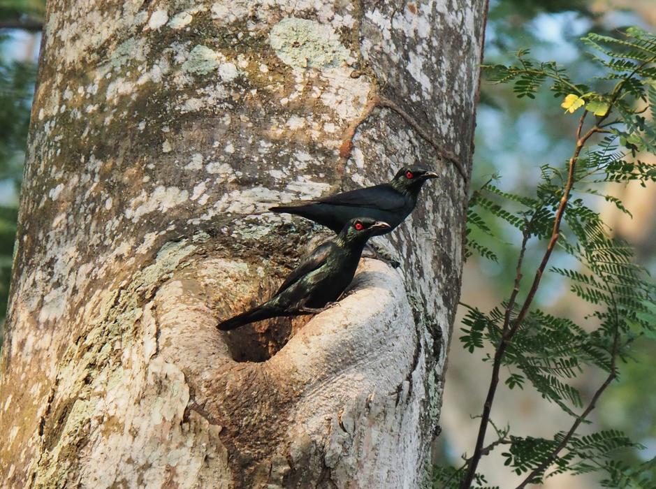 tree bird landscape forest