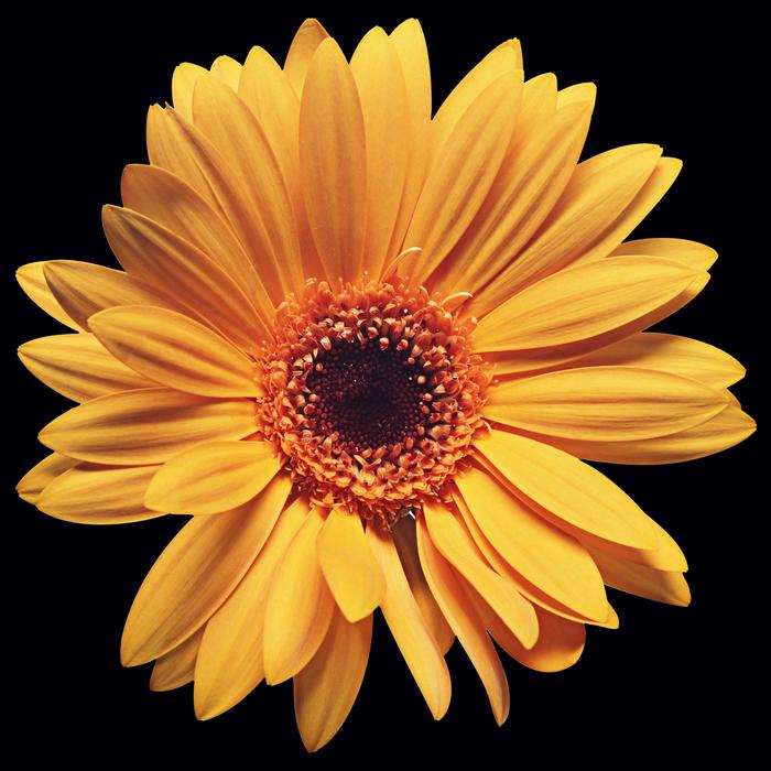 yellow Flower Plant petals