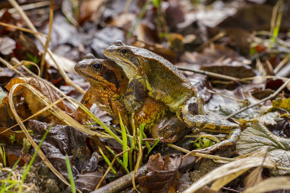Frog Pairing in Nature