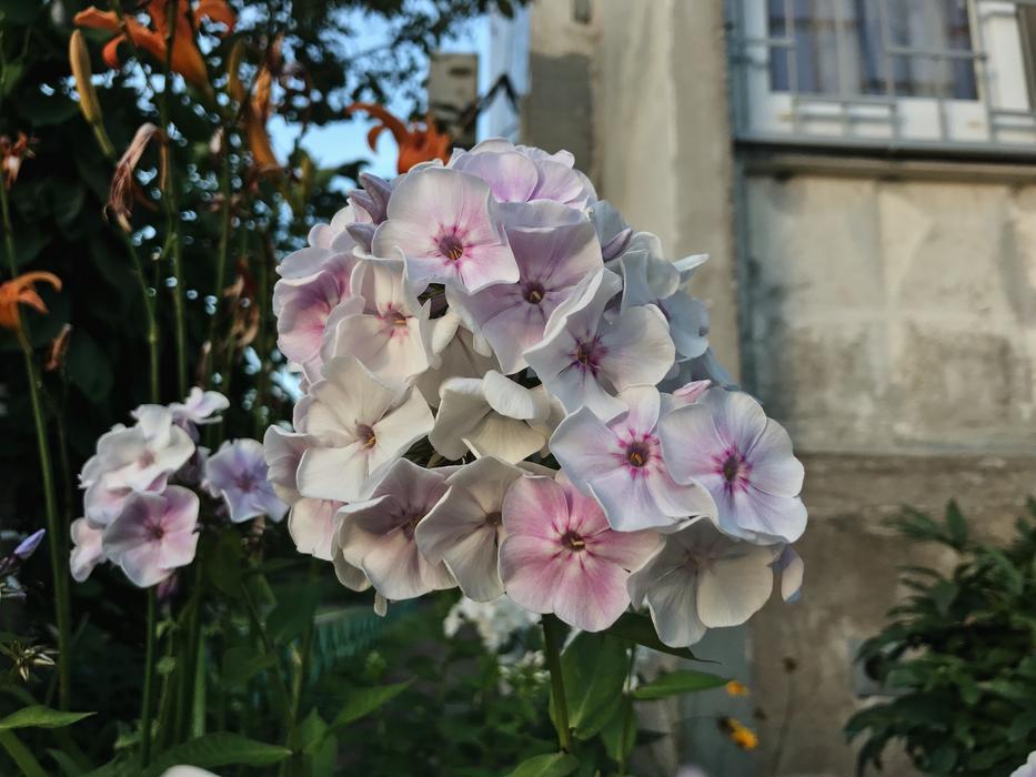 pink Flowers in Garden Nature