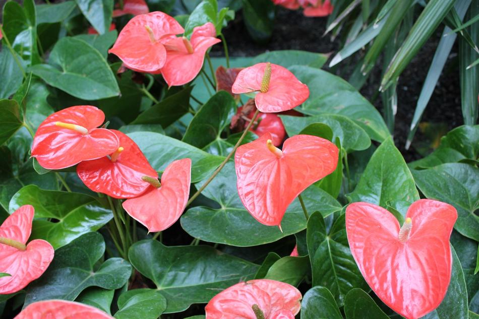 Pink Flower Petal