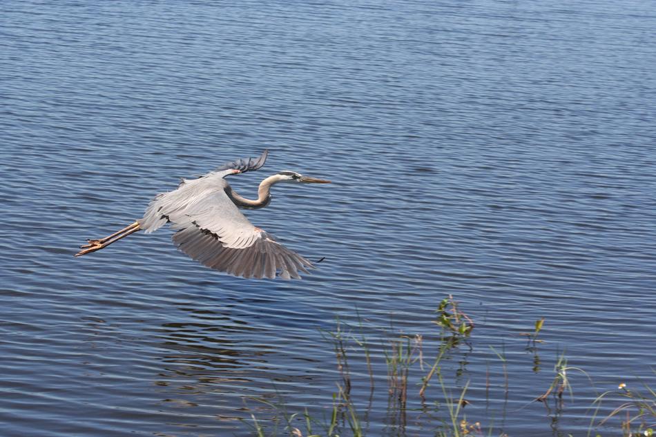 Water Bird flying over Lake