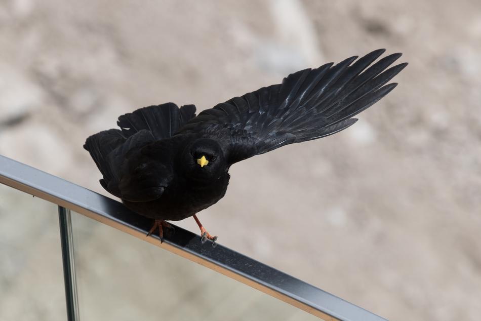 black bird on the railing