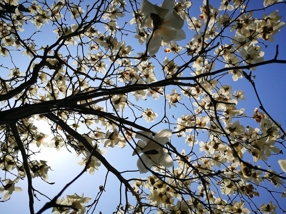 Magnolia Tree Branches at sunlight
