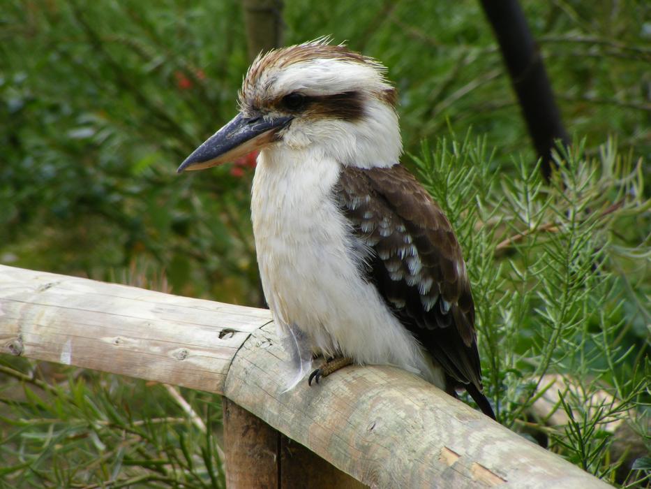 Bird Wildlife Nature