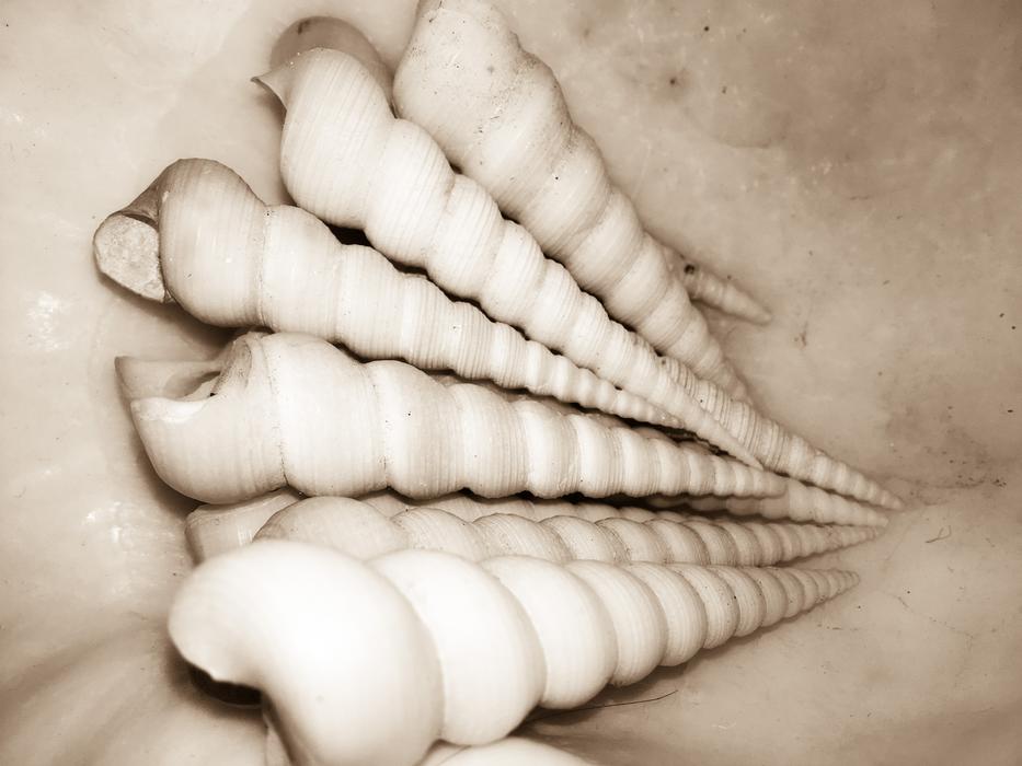 swirly white seashells