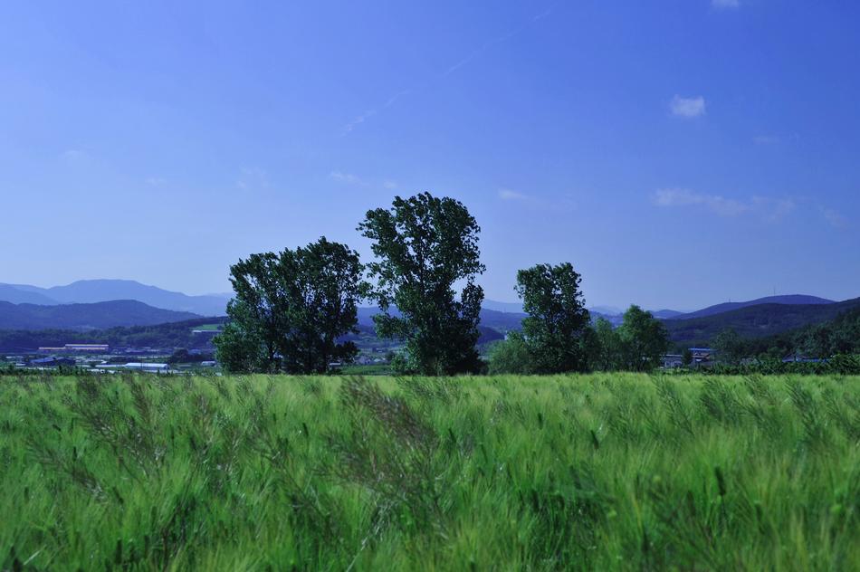 large green meadow with trees