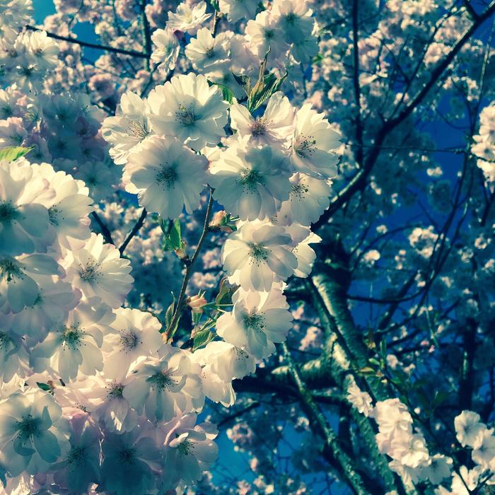 gorgeous white flowers on the turf
