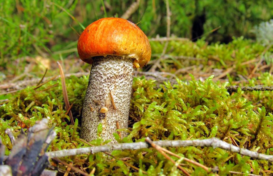 Orange-Cap Boletus Mushroom in Forest
