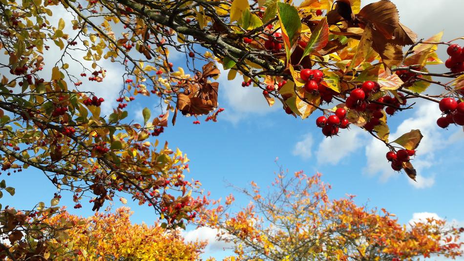 Autumn Leaves Leaf