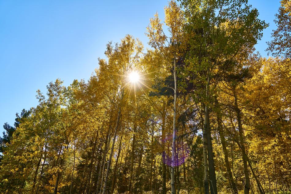 Autumn Season Landscape