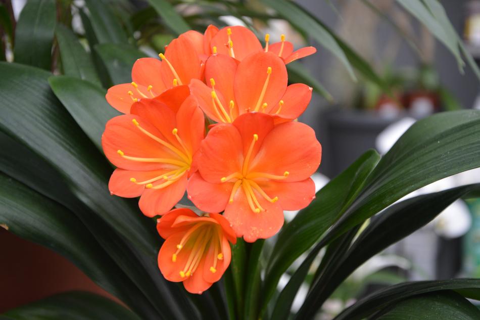 an incredible flower