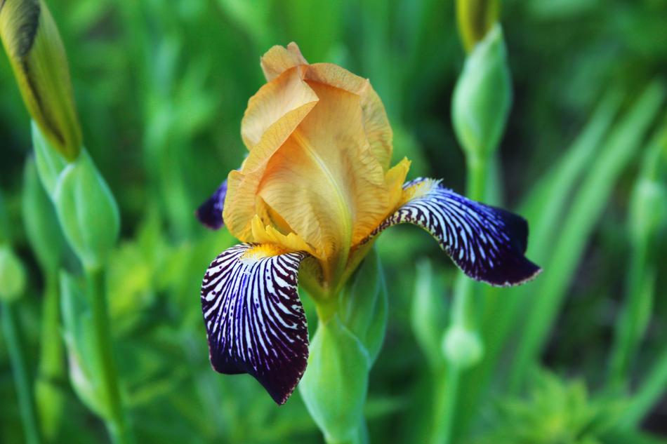 an incredibly beautiful yellow flower