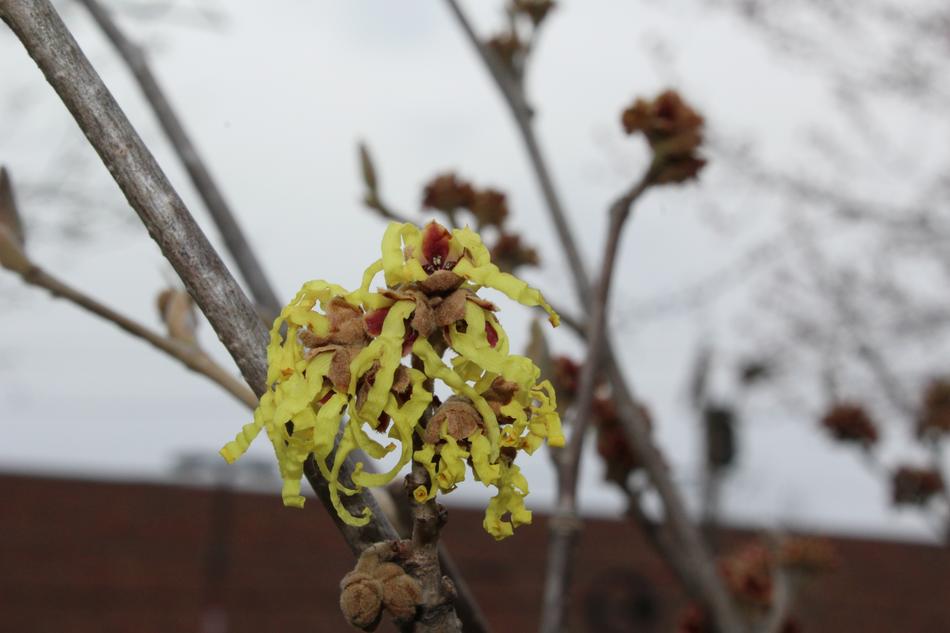 curling yellow flower on a tree