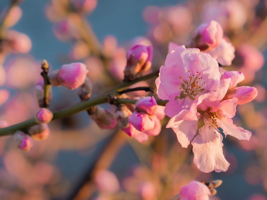 Flower Blossom