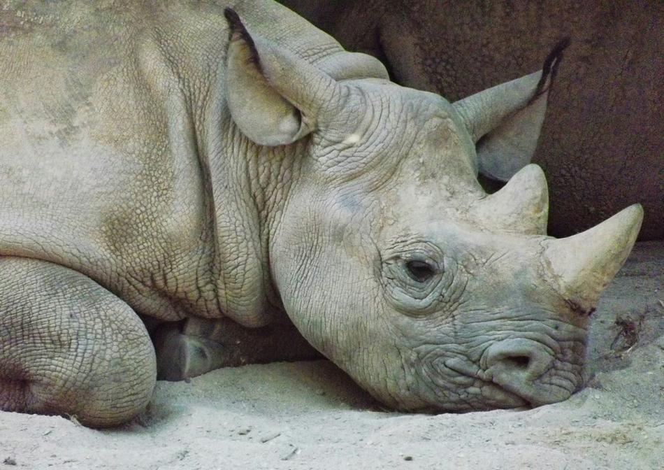 Rhinoceros Kel Animals