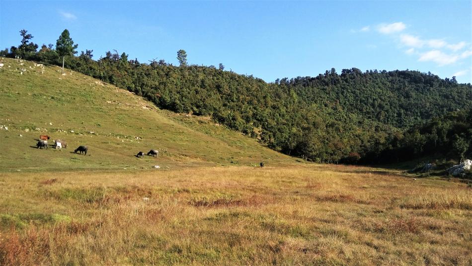 Hills Grassland Meadow