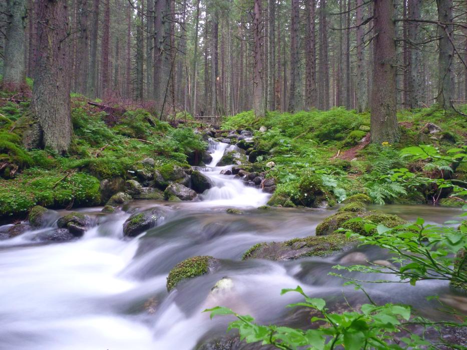 wilderness