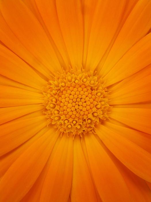 Calendula Petals Foreground
