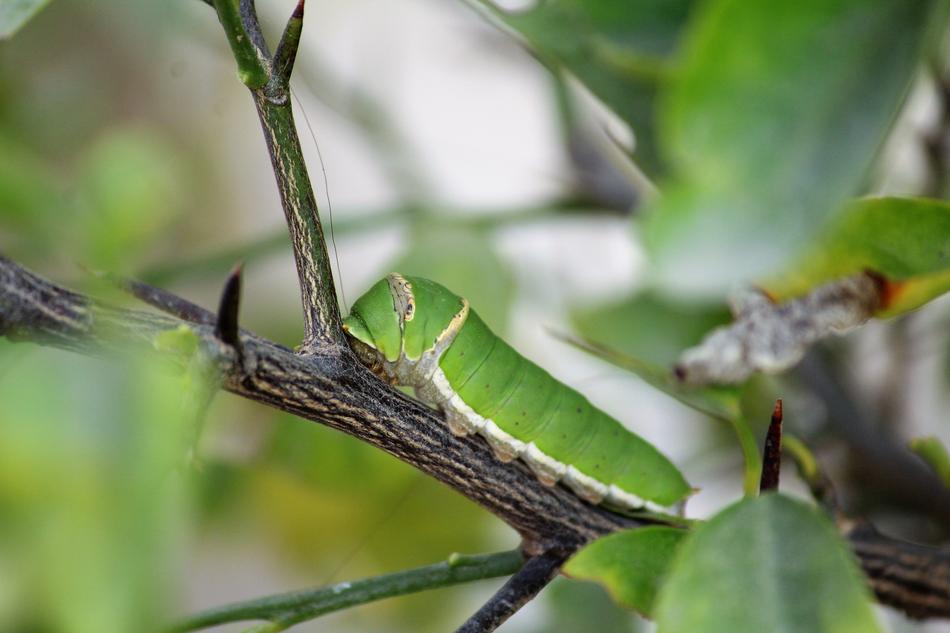 Catterpillar Insect Nature