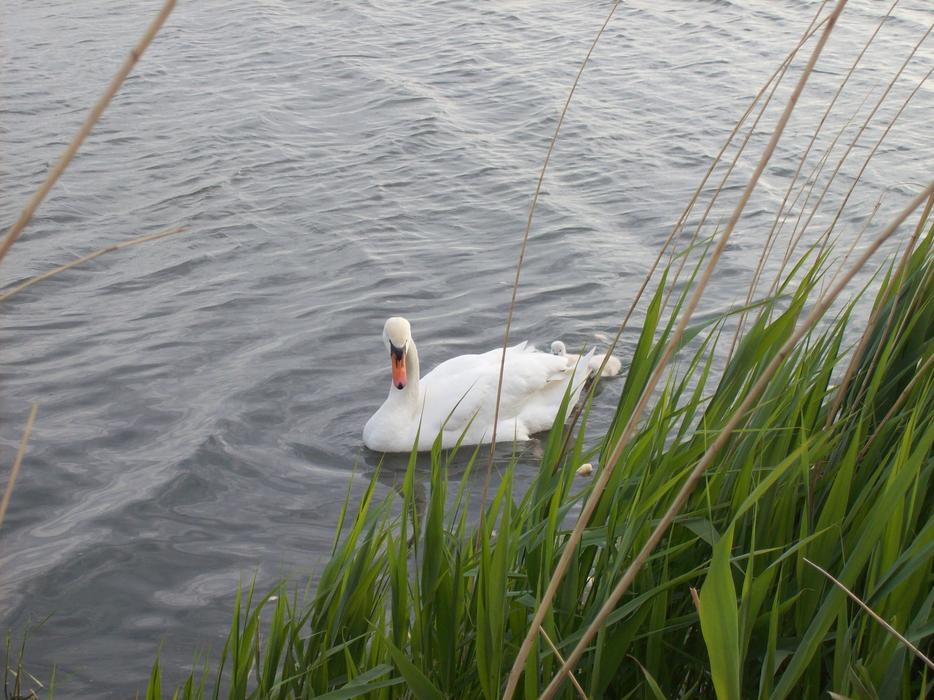 a white swan in a big lake in the grass.