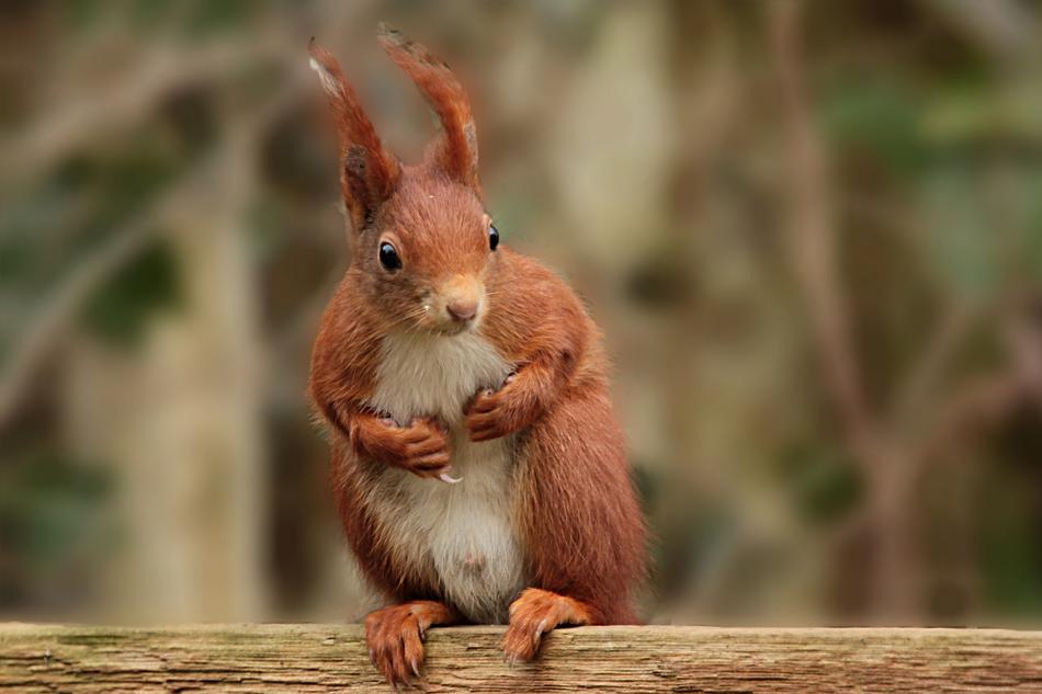 Nature Animal Squirrel Sciurus