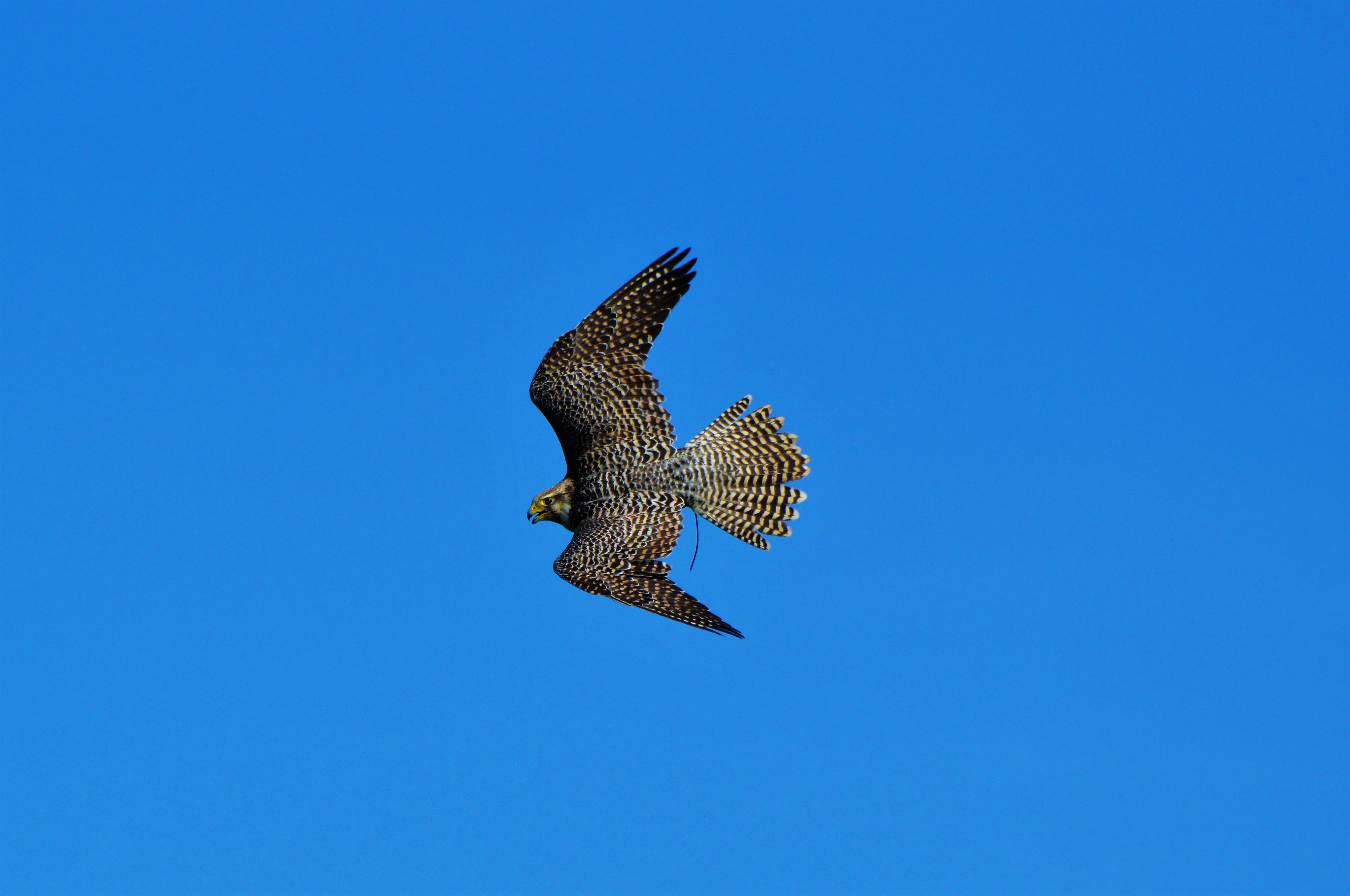 Falcon Raptor Bird Of Prey free image download