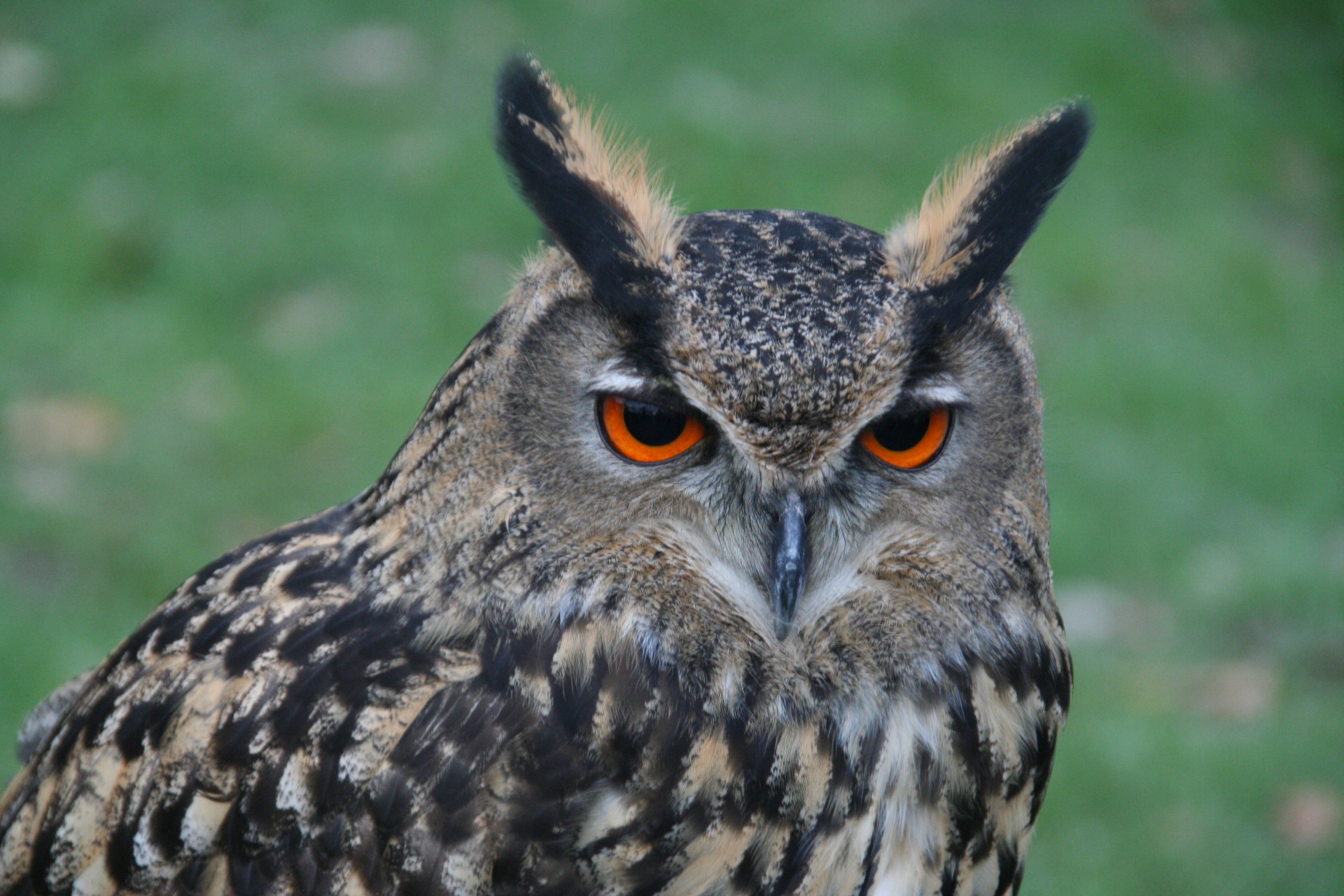 Bird Of Prey Animal World free image download