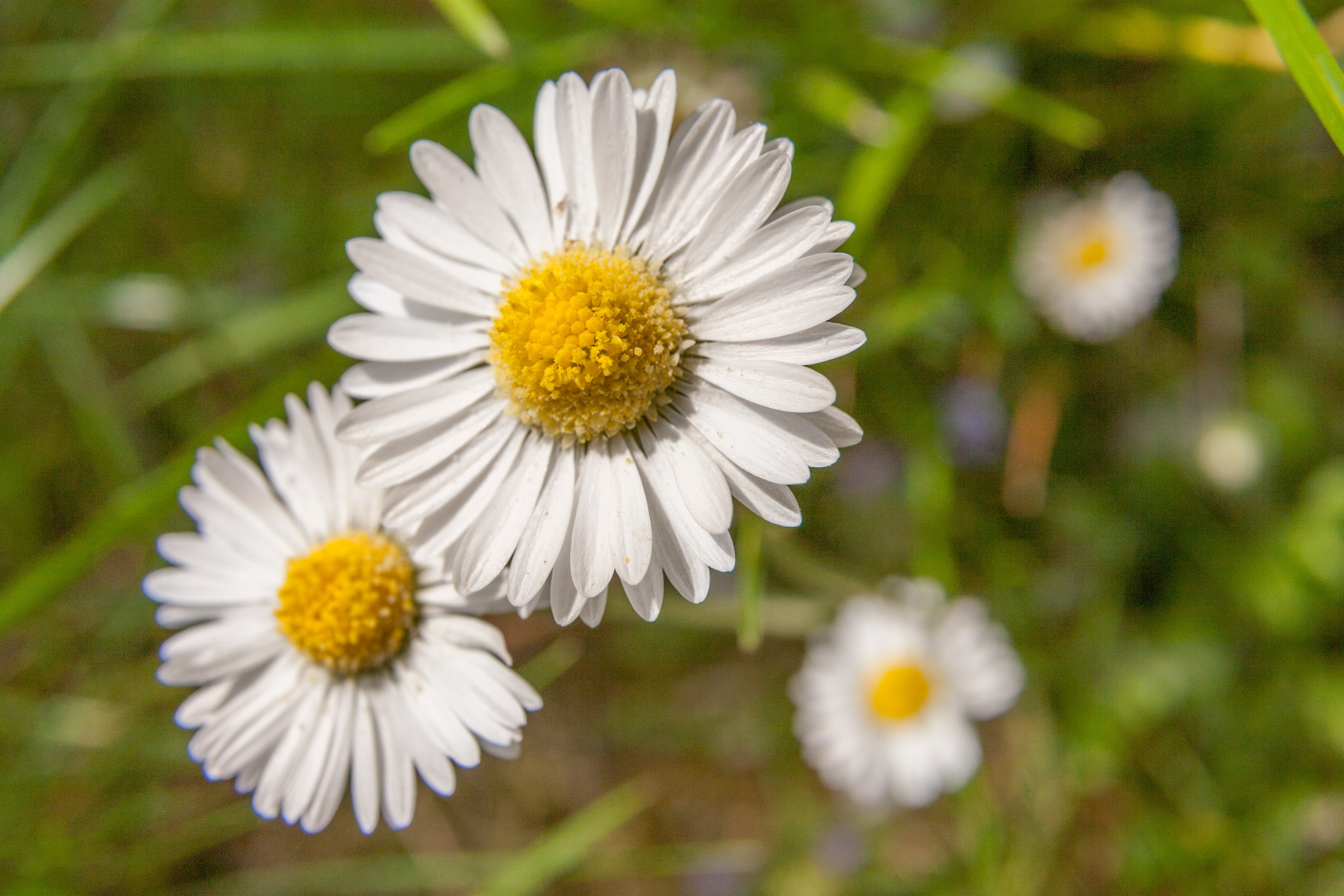 Is This The End? The Daisy Bloom Leaks Explained. - aibxcvk