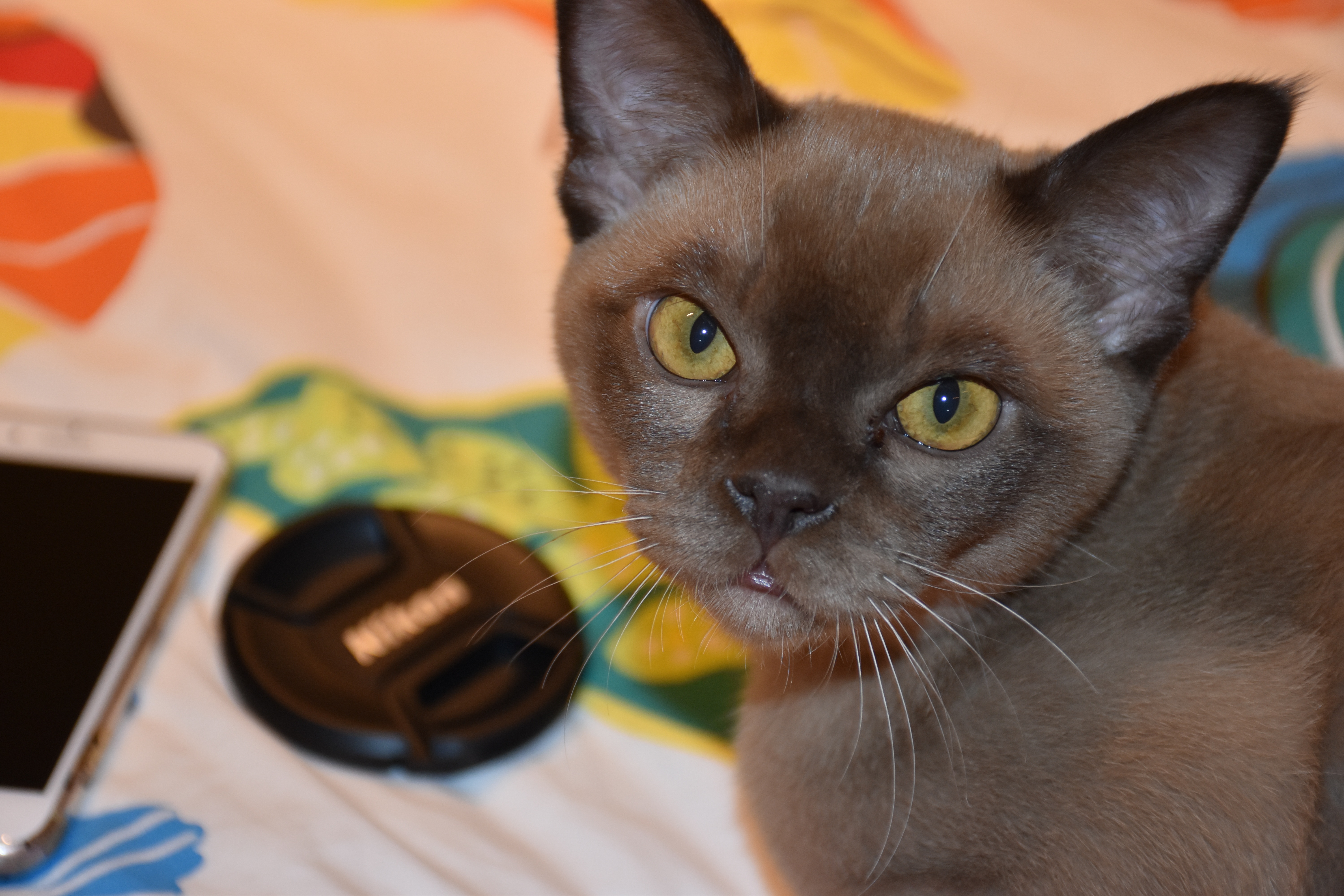 Бурманская кошка шоколадная. Бурманская кошка. Бурманская короткошерстная. Бурманская кошка европейская. Бурманская черепаховая кошка.