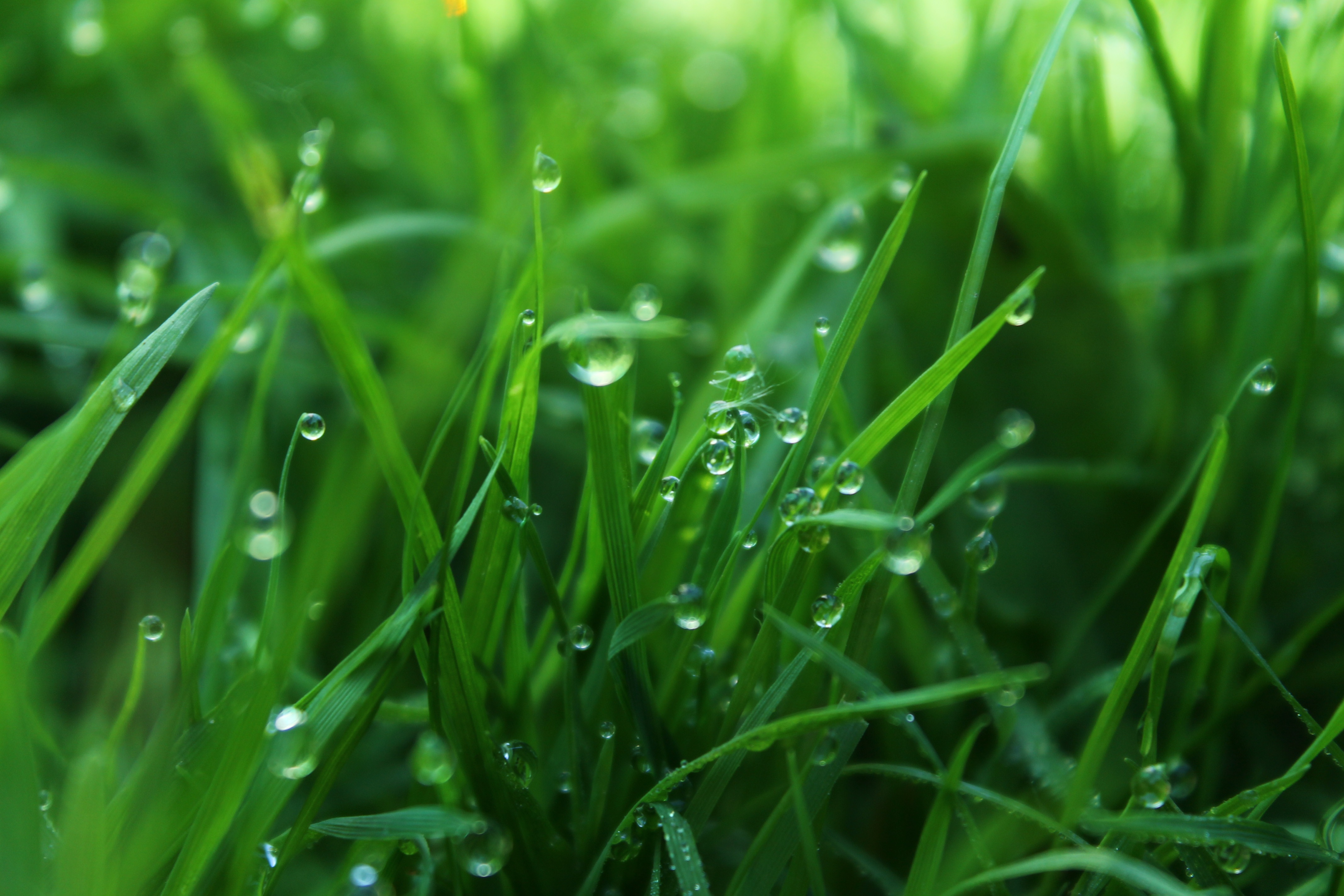 Grass Plant Shoots free image download