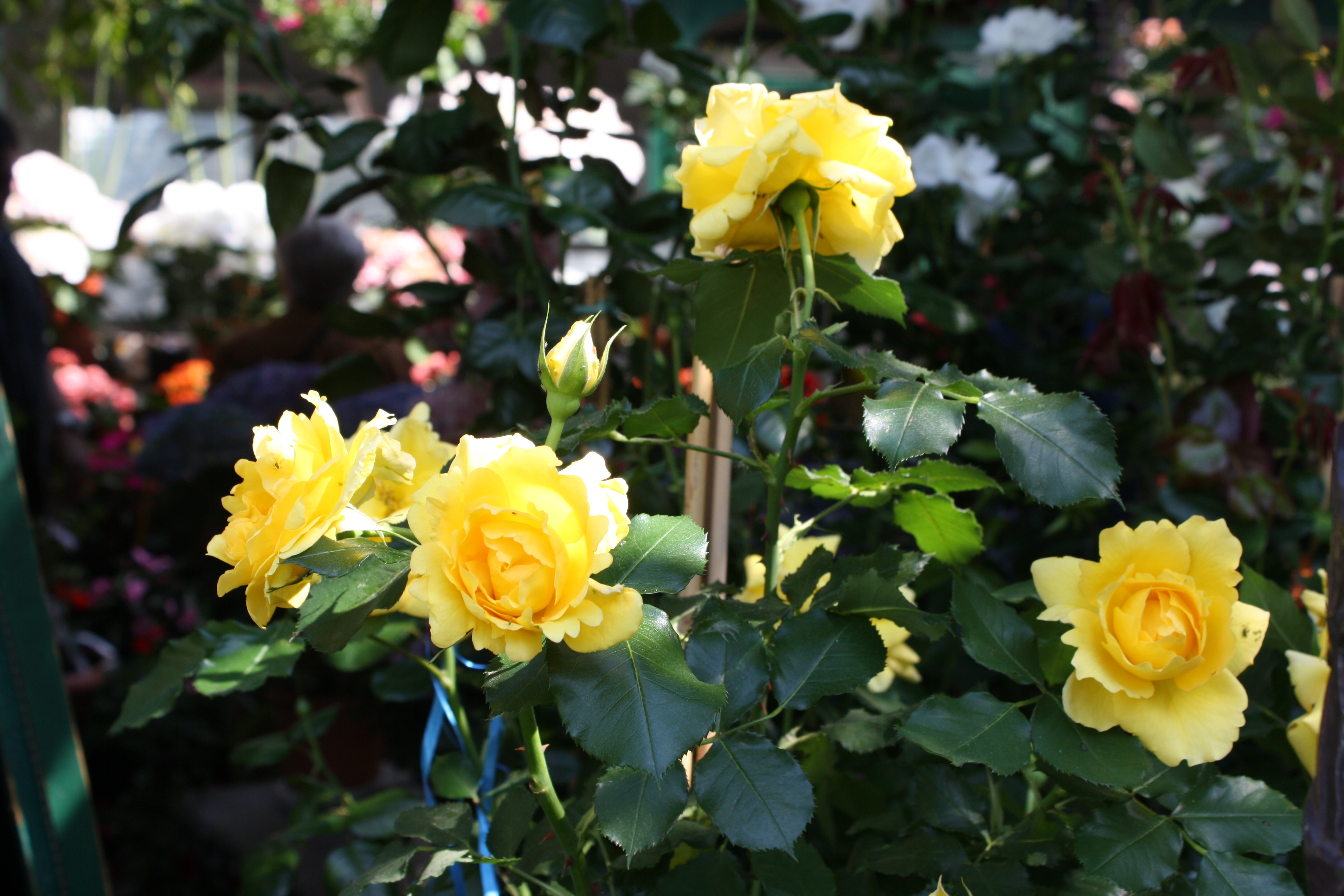 Garden Yellow Rose free image download