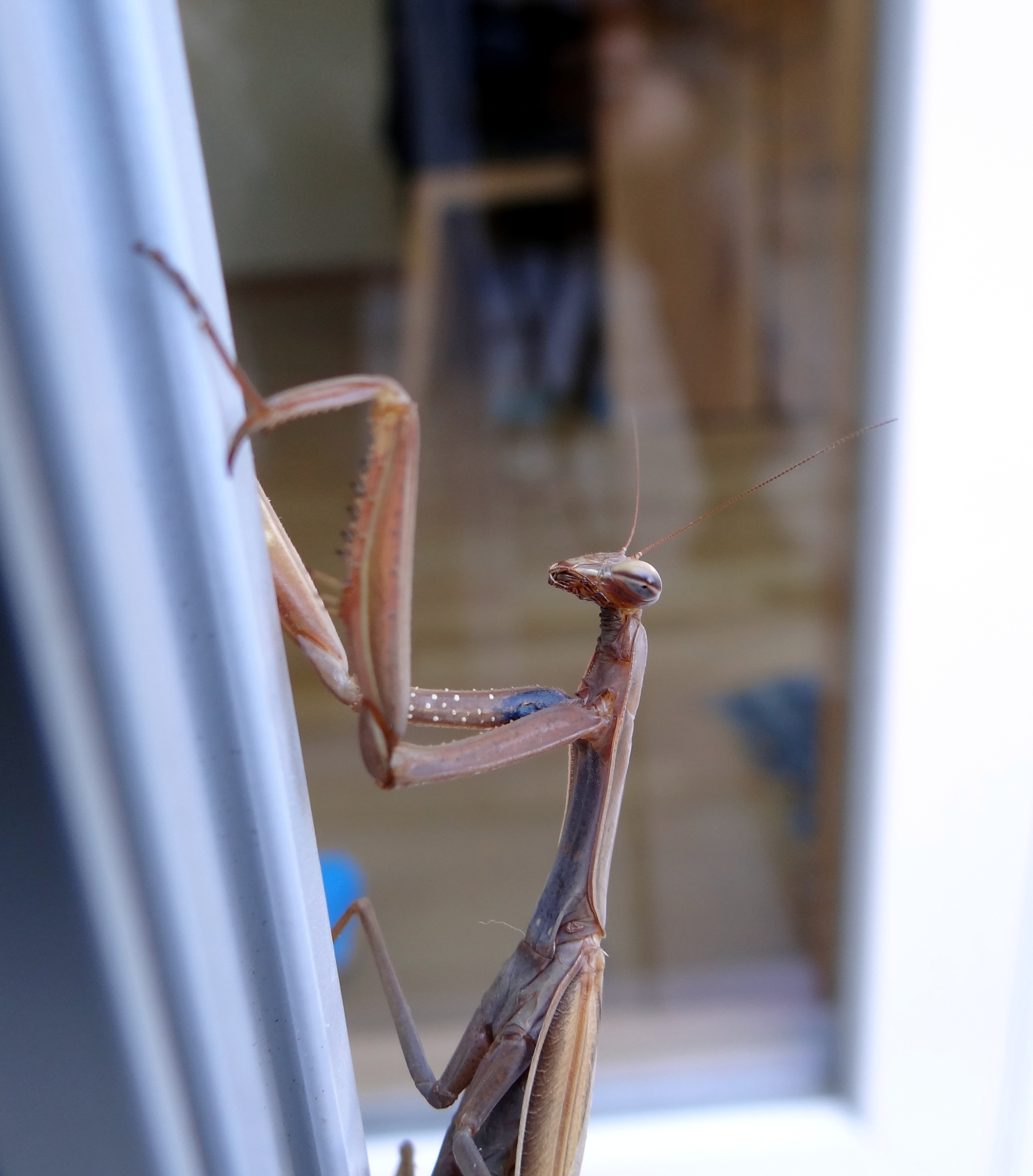 Praying Mantis Insect Scare Close free image download
