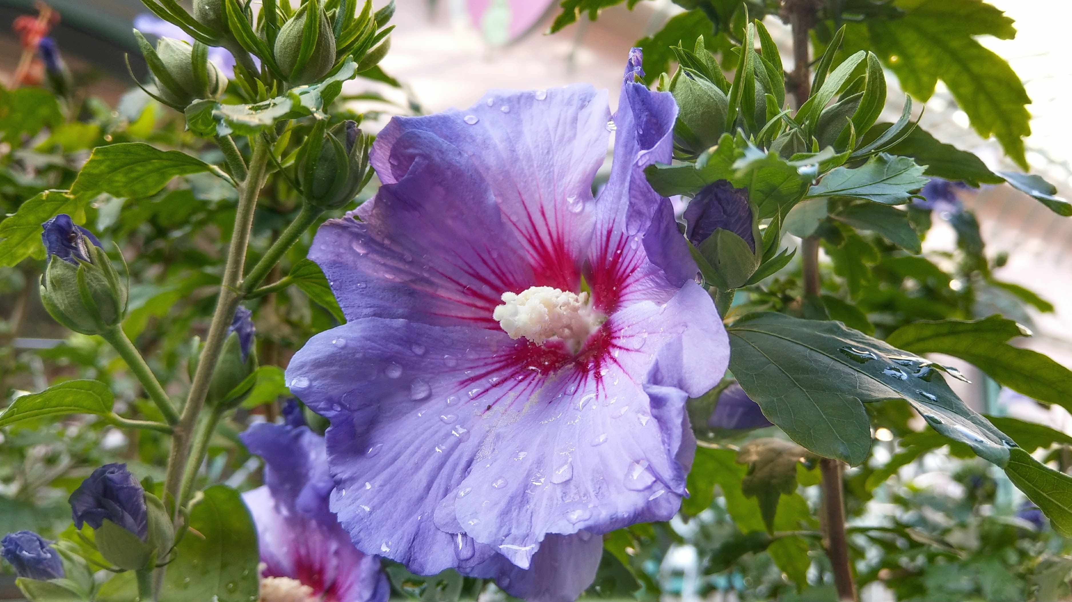 Hibiscus Flower Bloom free image download