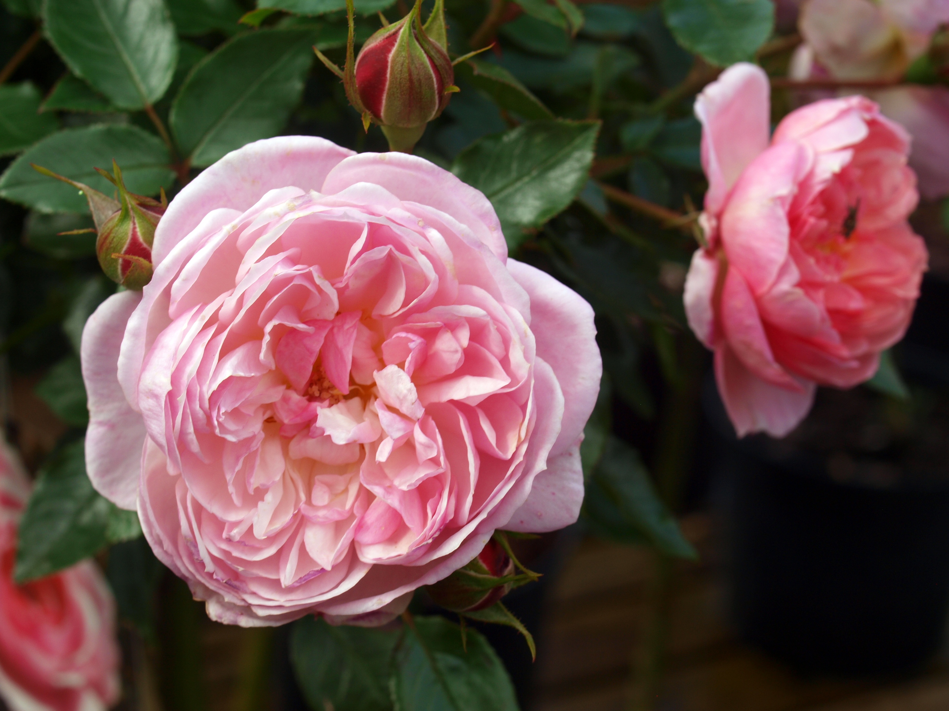 Flower Flora Rose free image download