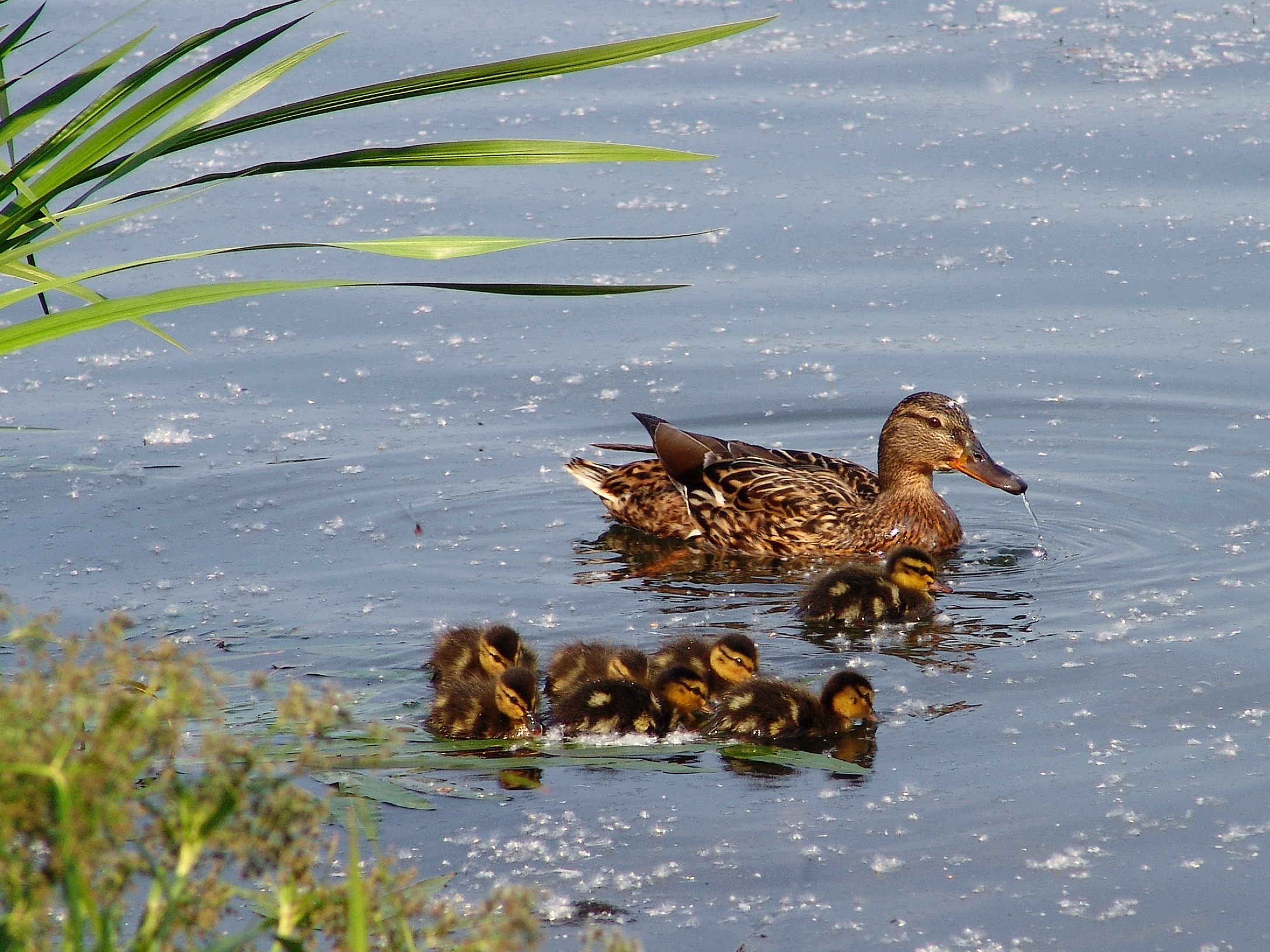 Duck Birds free image download