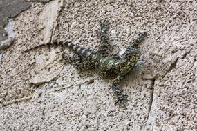 Nature Stone Reptile