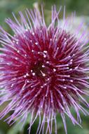 Thistle Blossom Bloom