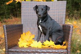 Patterdale Terrier Dog