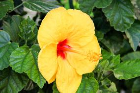 Hibiscus Flower Yellow