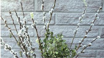 Plant Nature Season Based willow