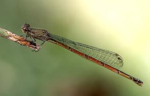Dragonfly Insect