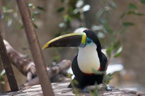 Birds Wild Life Nature