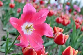 Flower Nature Garden