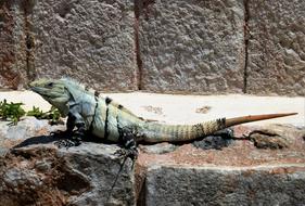 Nature Mexico Reptile