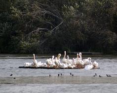 Pelicans Wetlands Bird