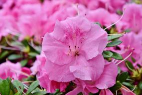 Flower Blossom Bloom Pink