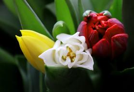 Tulip Flower Plant