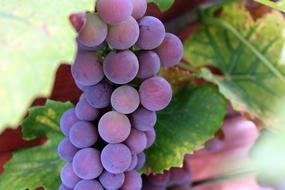 Bunch Of Grapes Plant Eating